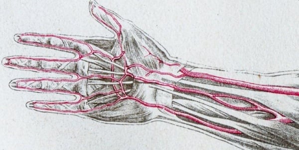 اكتشاف مذهل لشريان جديد في أيدي كثير من البشر