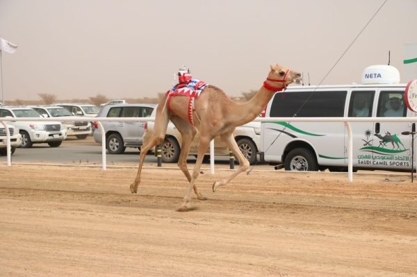 الهجن البحرينية تكتسح مهرجان ولي العهد السعودي بانتصارين بارزين