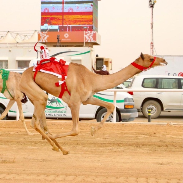 الهجن البحرينية تكتسح مهرجان ولي العهد السعودي بانتصارين بارزين