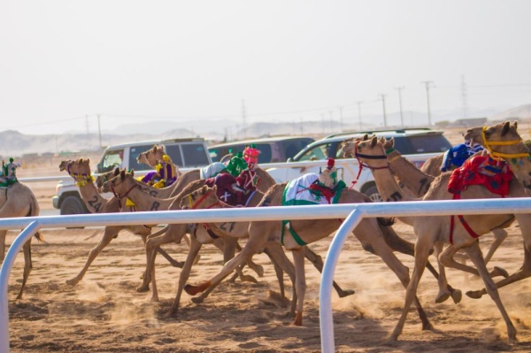 الهجن البحرينية تواصل التألق في ميادين السعودية و"الموروث" تهنئ بالإنجازات