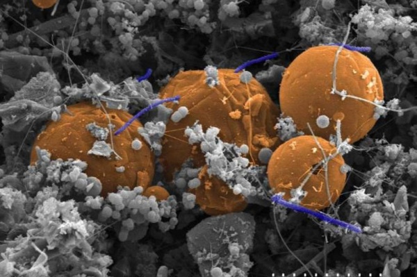 دراسة جديدة: الميكروبات سكنت تحت الأرض منذ مليار سنة