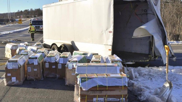 الولايات المتحدة.. &laquo;القتل الرحيم&raquo; لقرود هربت أثناء نقلها لمختبر