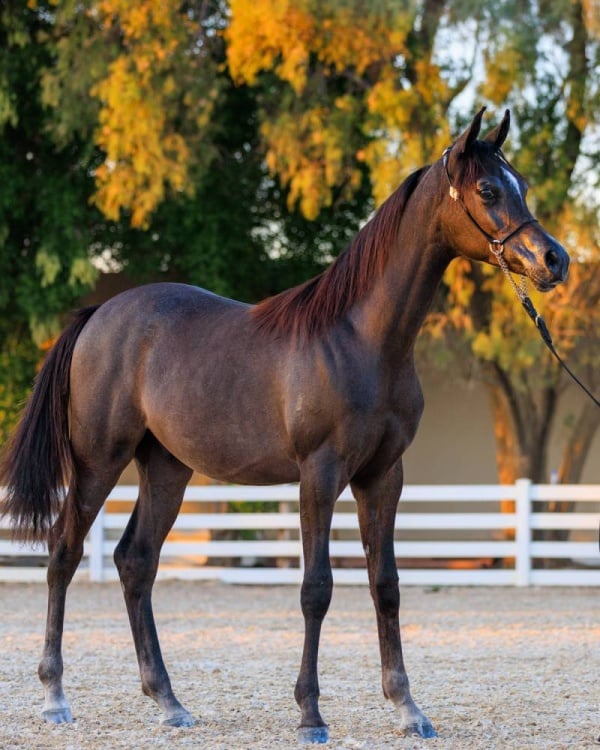 عيسى بن عبدالله: بطولات جمال الخيل تعزز مكانة المملكة في المحافظة على التراث