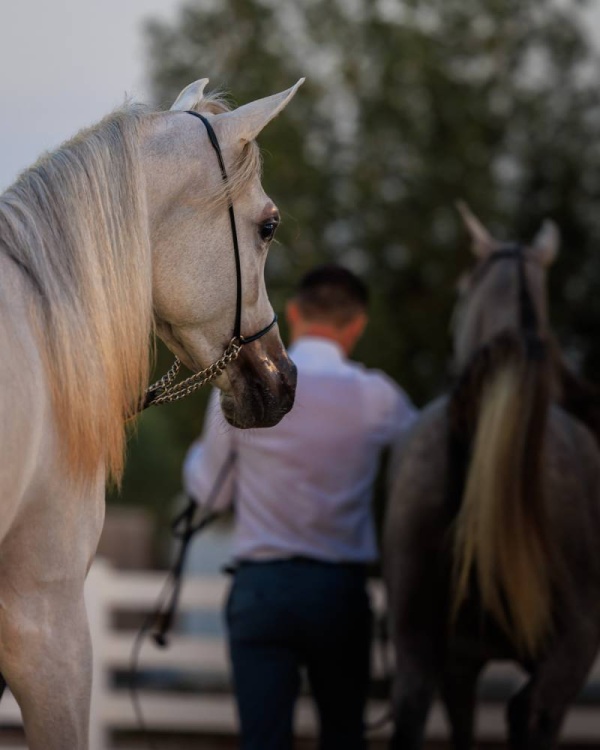 عيسى بن عبدالله: بطولات جمال الخيل تعزز مكانة المملكة في المحافظة على التراث