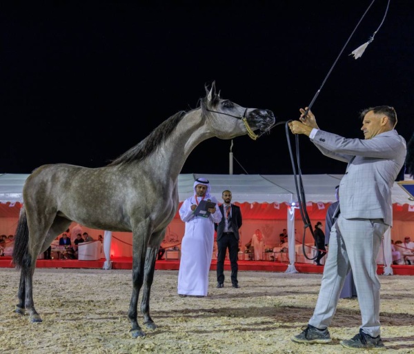 عيسى بن عبدالله: بطولات جمال الخيل تعزز مكانة المملكة في المحافظة على التراث