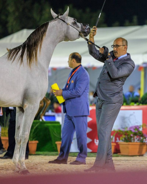 عيسى بن عبدالله: بطولات جمال الخيل تعزز مكانة المملكة في المحافظة على التراث