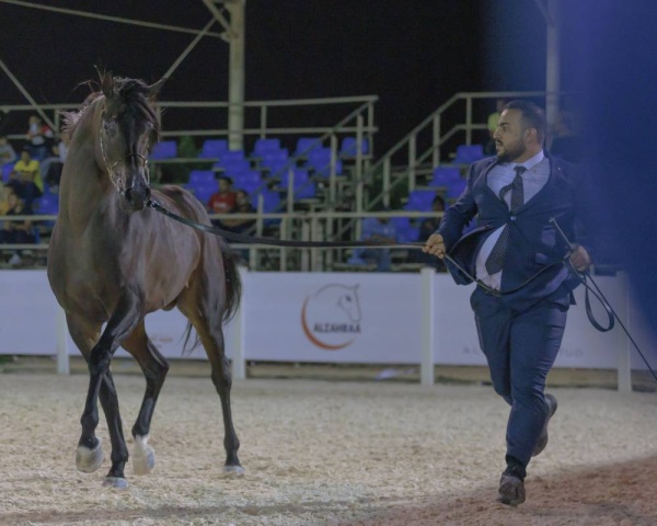 عيسى بن عبدالله يتوج أبطال المسابقات وتكريم الحكام في بطولة البحرين لجمال الخيل العربية