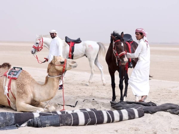 مسابقة "شديد العرب" تدخل المرحلة النهائية