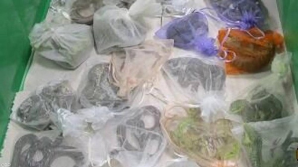 ضبط أميركي خبأ عشرات الثعابين والزواحف في بنطاله