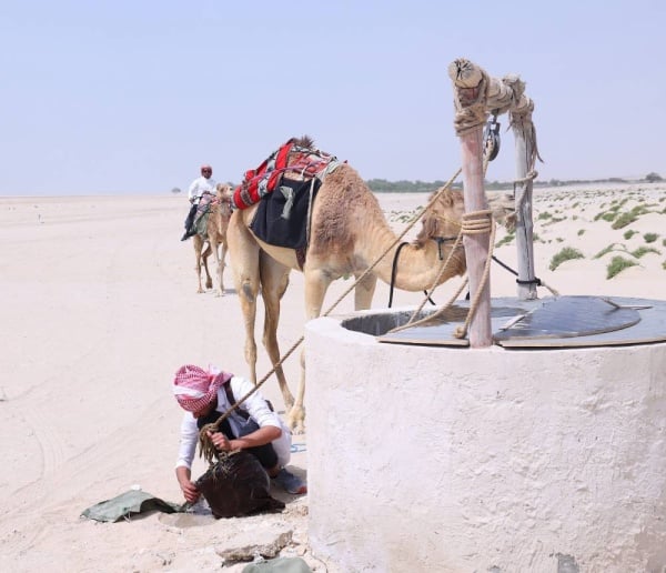 بالصور.. تتويج "رعد الجنوب" بطلا لمسابقة "شديد العرب" التراثية