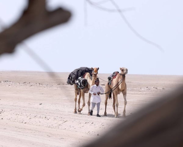 بالصور.. تتويج "رعد الجنوب" بطلا لمسابقة "شديد العرب" التراثية