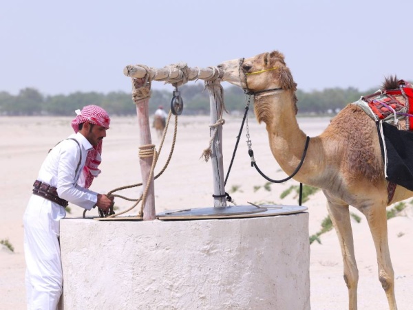 بالصور.. تتويج "رعد الجنوب" بطلا لمسابقة "شديد العرب" التراثية