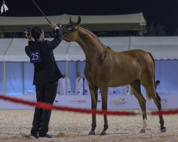 اعتماد برنامج بطولة فيصل بن حمد لجمال الخيل العربية