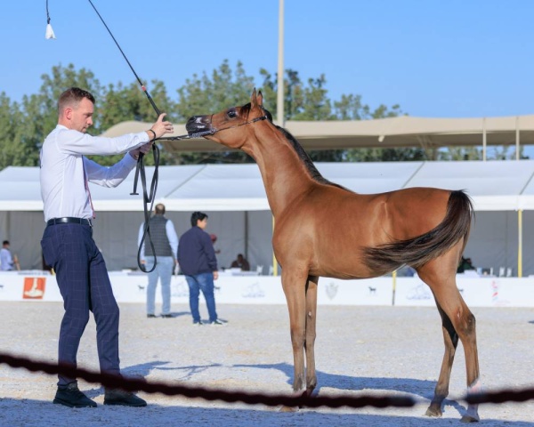 اعتماد برنامج بطولة فيصل بن حمد لجمال الخيل العربية