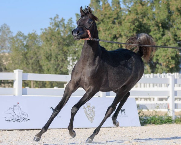 اعتماد برنامج بطولة فيصل بن حمد لجمال الخيل العربية