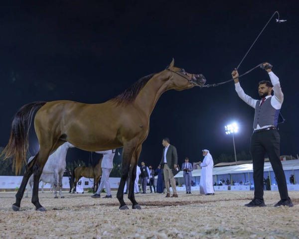 اعتماد برنامج بطولة فيصل بن حمد لجمال الخيل العربية