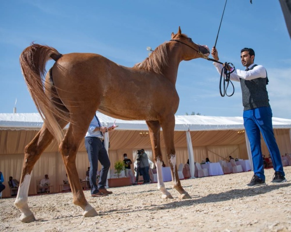 الملاك: بطولة لتأكيد تطور رياضة جمال الخيل