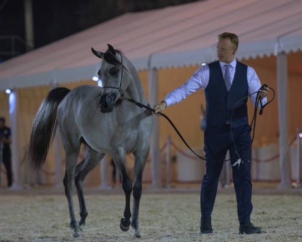 الجياد تستعرض جمالها في بطولة فيصل بن حمد لجمال الخيل العربية