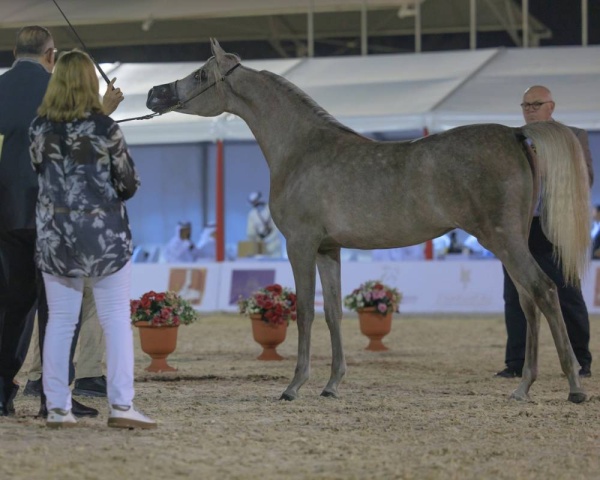 الجياد تستعرض جمالها في بطولة فيصل بن حمد لجمال الخيل العربية