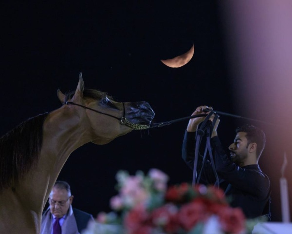 الجياد تستعرض جمالها في بطولة فيصل بن حمد لجمال الخيل العربية