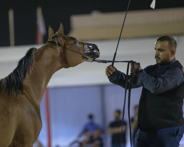 الجياد تستعرض جمالها في بطولة فيصل بن حمد لجمال الخيل العربية