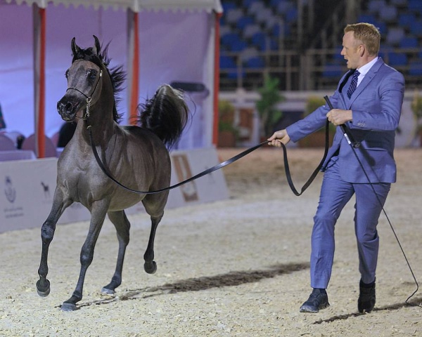 إسدال الستار على بطولة فيصل بن حمد لجمال الخيل العربية