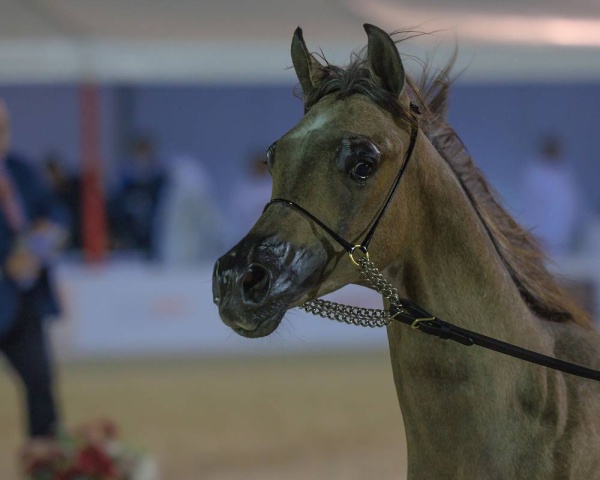 إسدال الستار على بطولة فيصل بن حمد لجمال الخيل العربية
