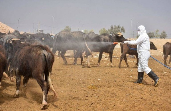 الحمى النزفية تتوغل في العراق.. مستويات غير مسبوقة من الإصابات