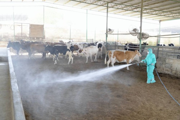 الثروة الحيوانية:إجراءات وقائية لحماية قطاع المواشي من الطفيليات الخارجية