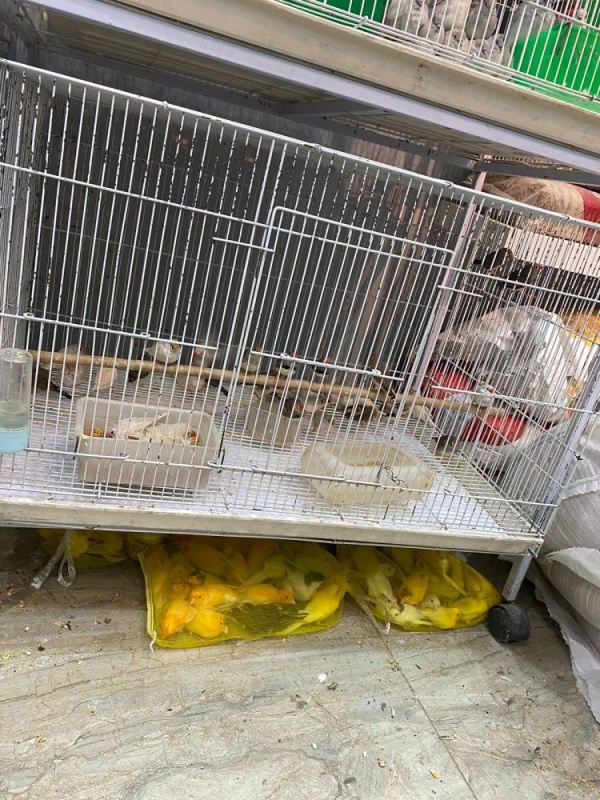 &laquo;الثروة الحيوانية&raquo;: تحرير 360 طير حبست في أكياس بلاستيكية