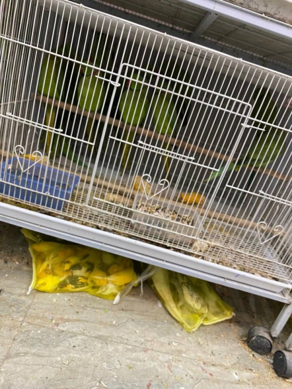 &laquo;الثروة الحيوانية&raquo;: تحرير 360 طير حبست في أكياس بلاستيكية