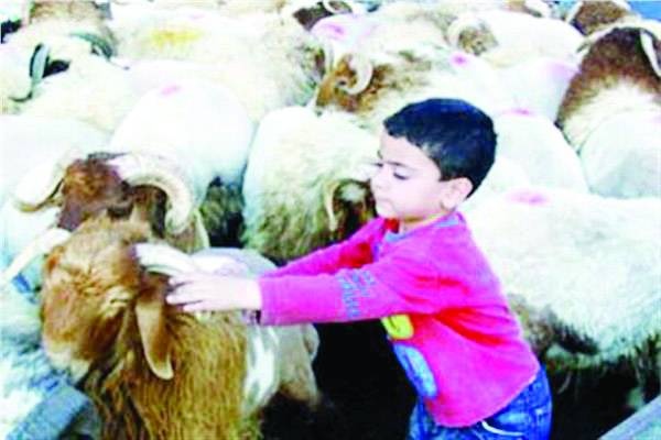 العمر والشخصية معياران لمشاركة الأطفال في شعيرة الأضحية