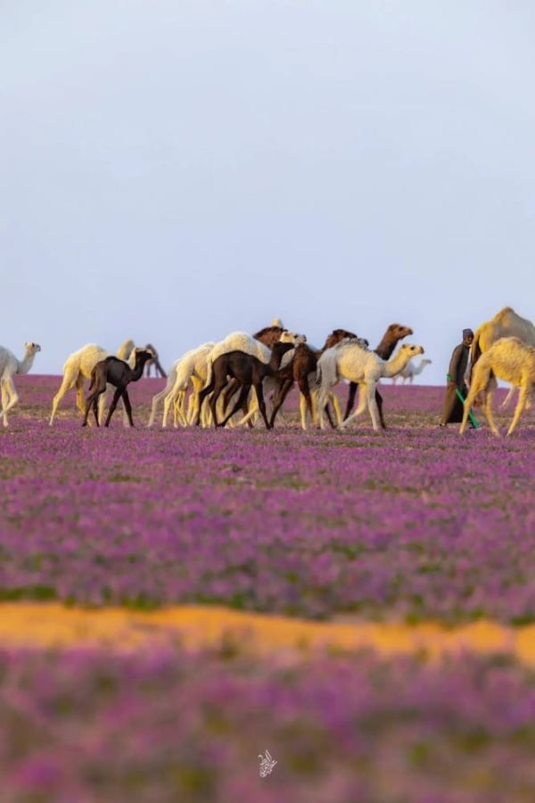 بالصور.. سعودي يوثق لقطات فريدة في صحراء النفود