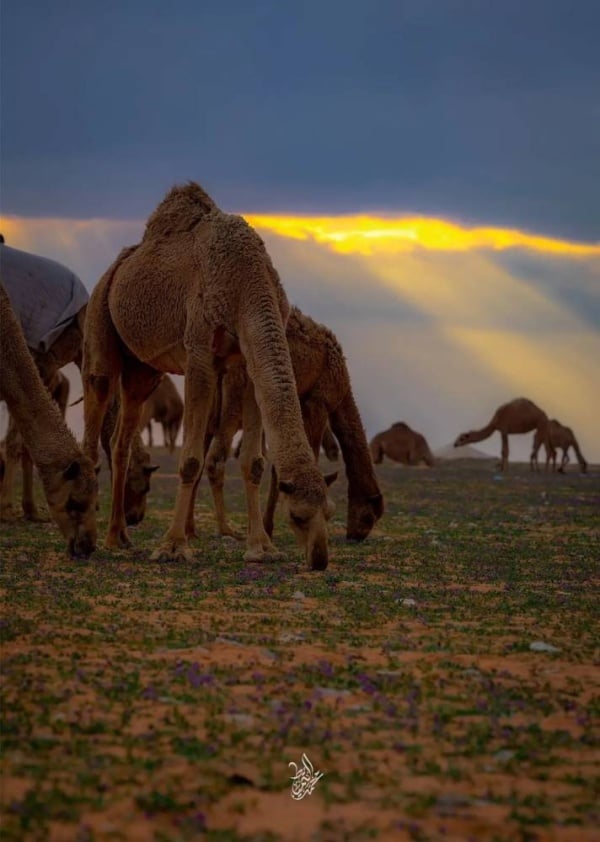 بالصور.. سعودي يوثق لقطات فريدة في صحراء النفود