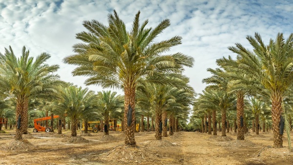 في الكويت 700 نخلة ماتت عطشاً في يوليو