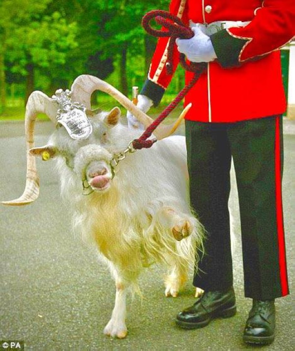 يحمل رتبة كولونيل وله حصانة دبلوماسية وجواز سفر دولي.. من يكون السير وليام؟