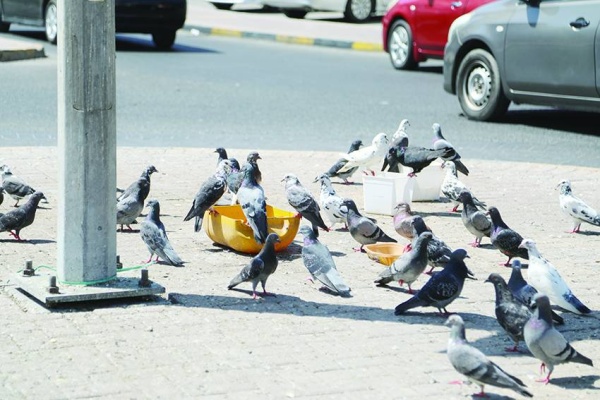 إلقاء الطعام للطيور يشوه المنظر العام للمنطقة