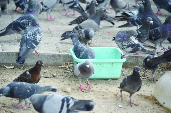 إلقاء الطعام للطيور يشوه المنظر العام للمنطقة