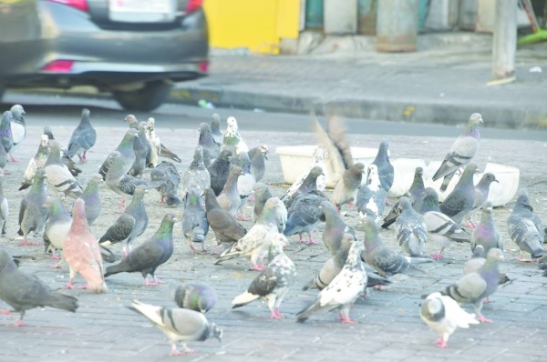 إلقاء الطعام للطيور يشوه المنظر العام للمنطقة