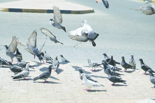 إلقاء الطعام للطيور يشوه المنظر العام للمنطقة