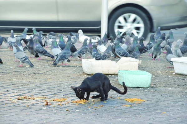إلقاء الطعام للطيور يشوه المنظر العام للمنطقة