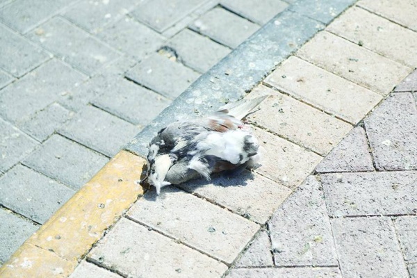 إلقاء الطعام للطيور يشوه المنظر العام للمنطقة