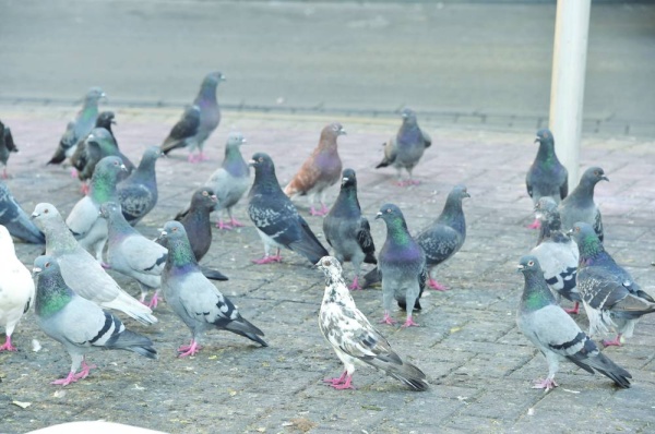 إلقاء الطعام للطيور يشوه المنظر العام للمنطقة