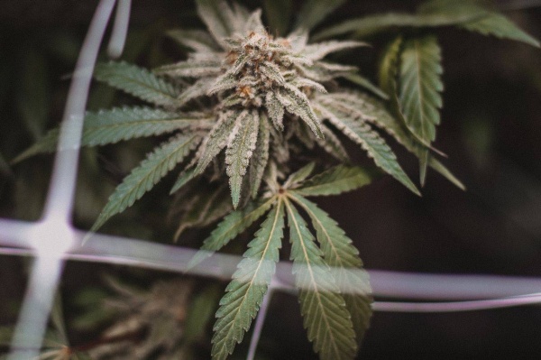 15 عاماً لأفريقية تهرب الماريجوانا في الروبيان والأعشاب