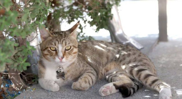 الإنجليز .. اصطحبوا القط بدل الكأس