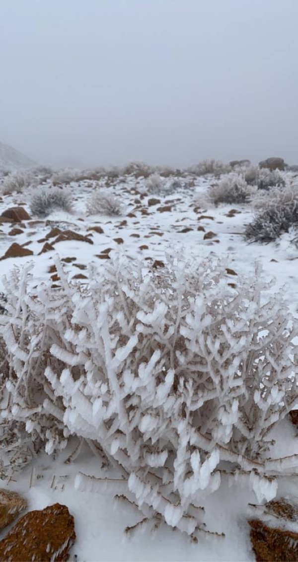 السعودية: جبل اللوز في تبوك.. يكتسي بالأبيض