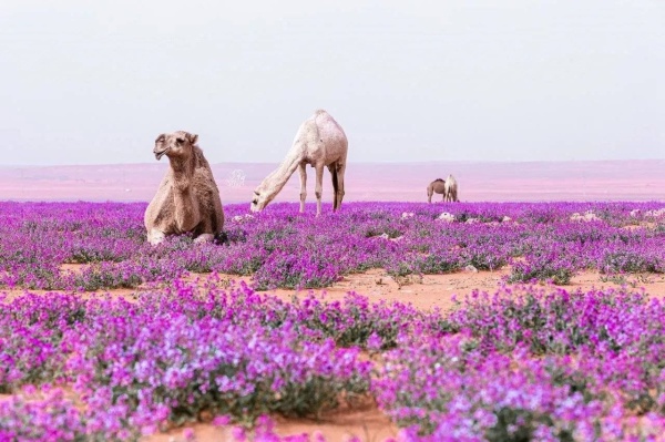 بالسعودية.. صور مبهرة للإبل في "عالم بنفسجي"