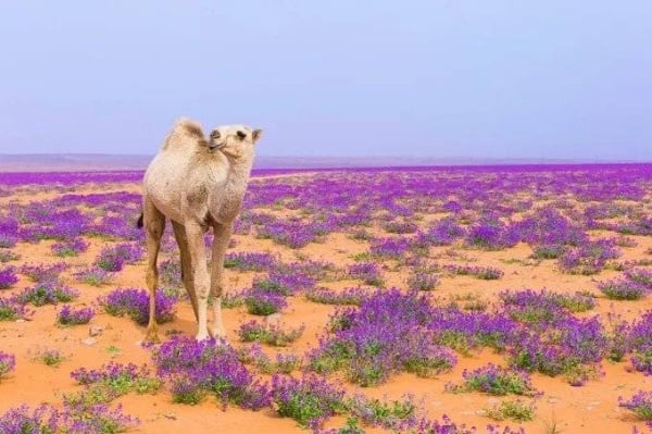 بالسعودية.. صور مبهرة للإبل في "عالم بنفسجي"