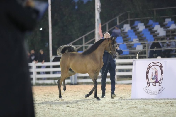 منافسات قوية في بطولة البحرين الوطنية والخيل ذات السلالة المصرية لجمال الخيل العربية