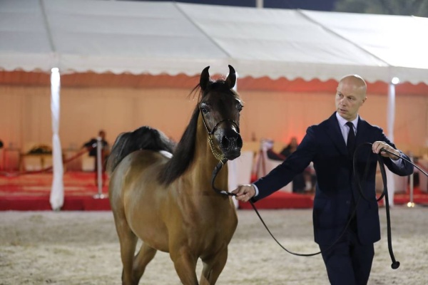 منافسات قوية في بطولة البحرين الوطنية والخيل ذات السلالة المصرية لجمال الخيل العربية